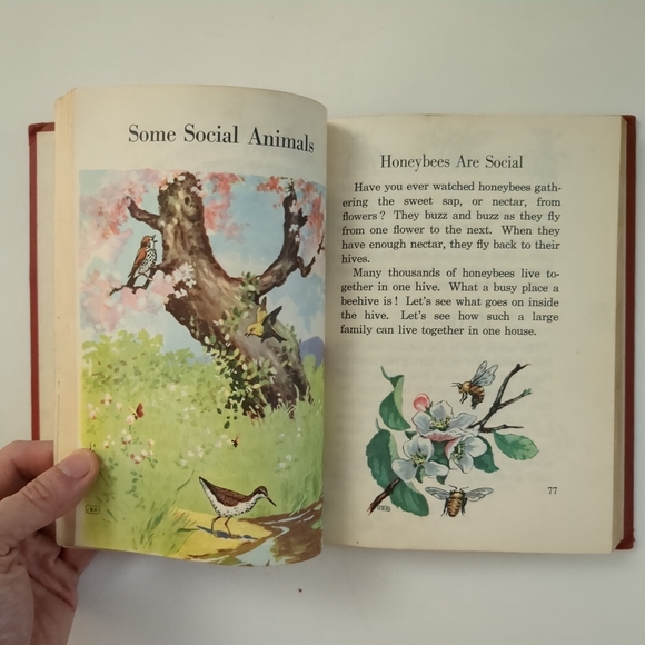 Exploring In Science - vintage elementary school science introduction - Picture 7 of 10